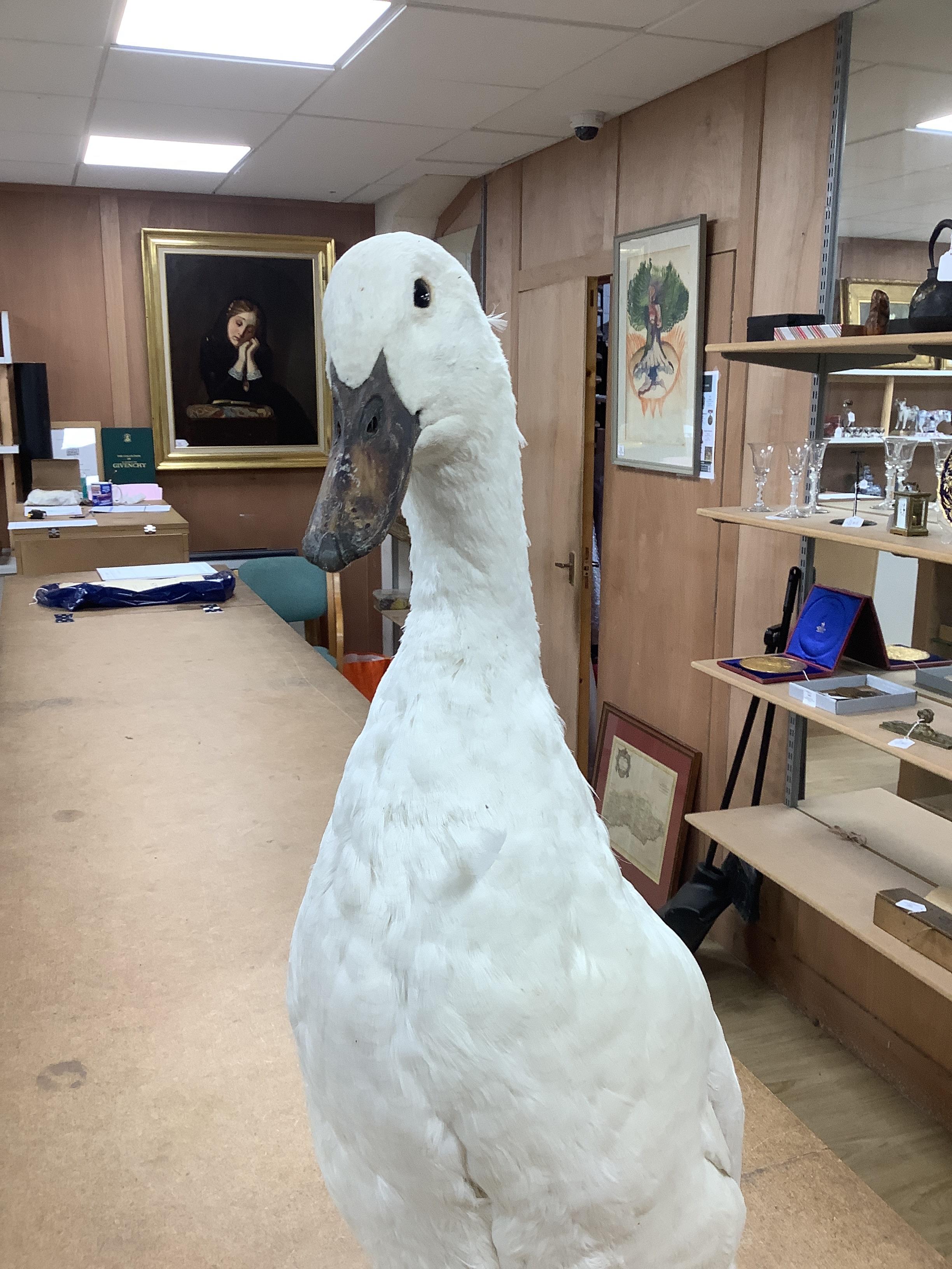 A taxidermy Indian runner duck, 60cm